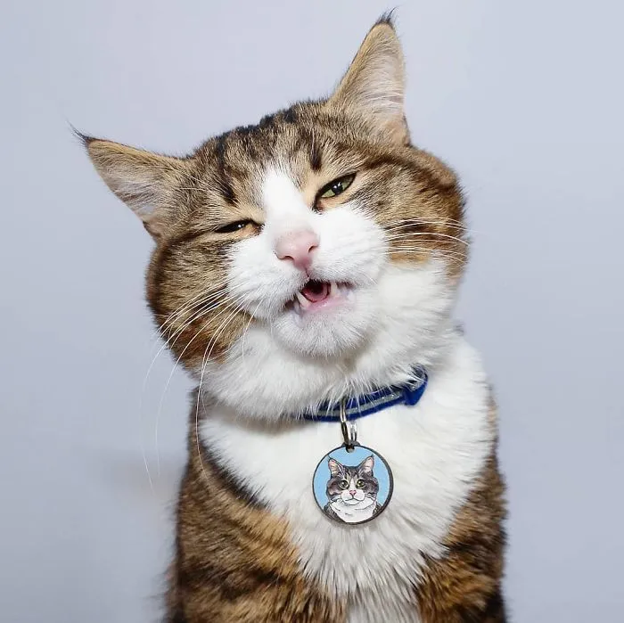 This Cat Is Taking Over The Internet With His Hilarious Facial Expressions Despite His Problem