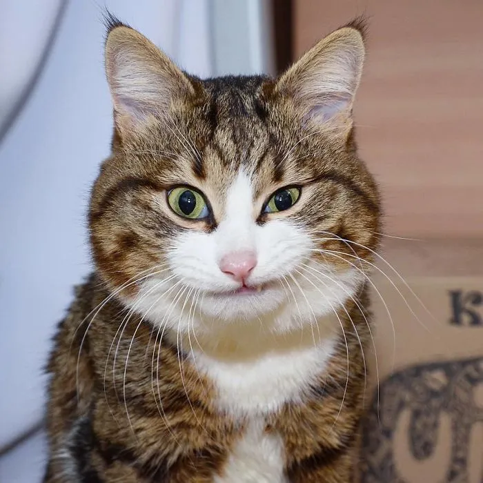 Este gato tiene una discapacidad, pero ha conquistado internet con sus divertidas expresiones faciales