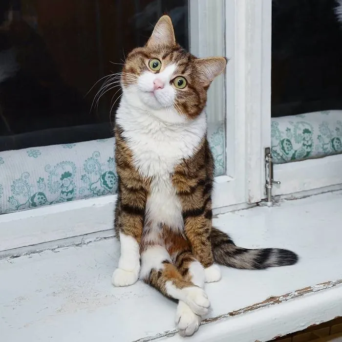 This Cat Is Taking Over The Internet With His Hilarious Facial Expressions Despite His Problem