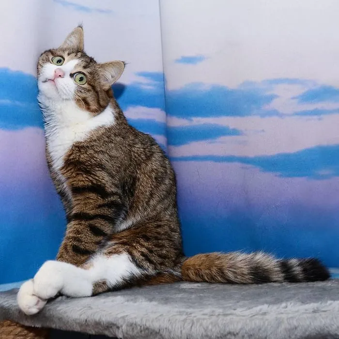 This Cat Is Taking Over The Internet With His Hilarious Facial Expressions Despite His Problem