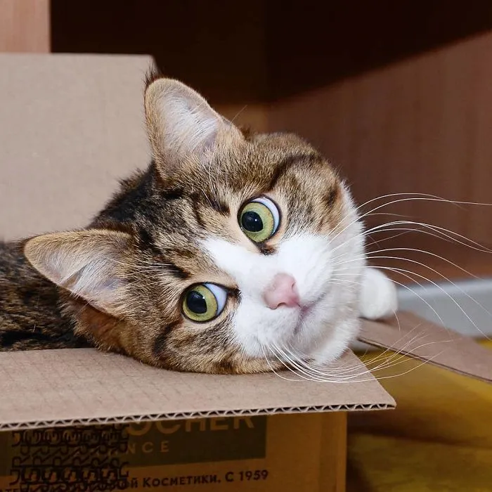 This Cat Is Taking Over The Internet With His Hilarious Facial Expressions Despite His Problem