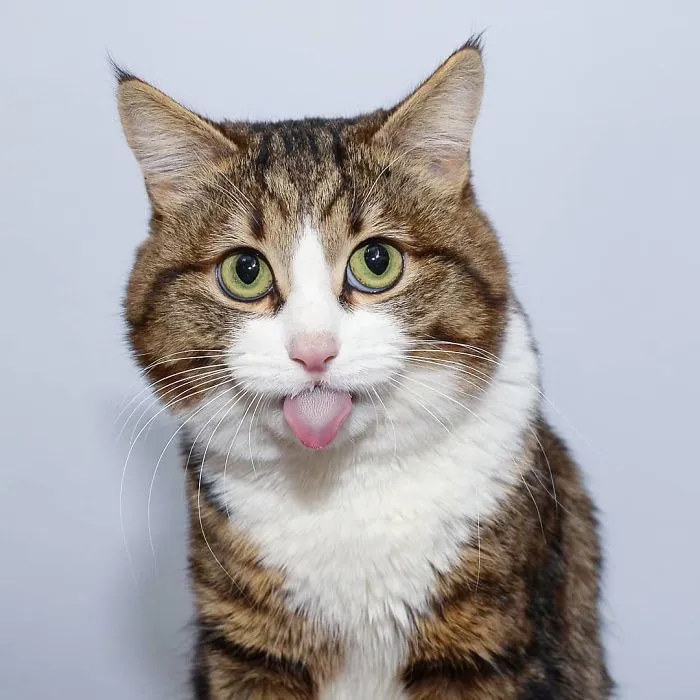 This Cat Is Taking Over The Internet With His Hilarious Facial Expressions Despite His Problem