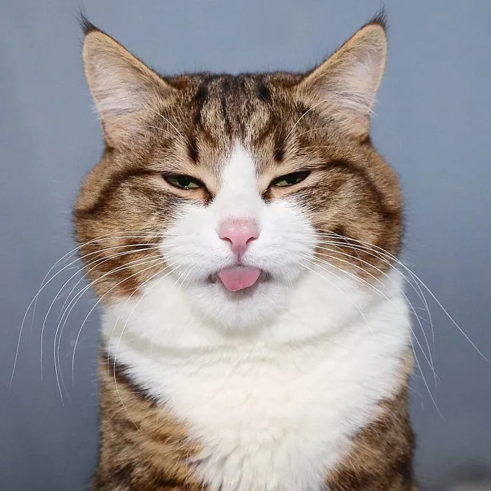 This Cat Is Taking Over The Internet With His Hilarious Facial Expressions Despite His Problem