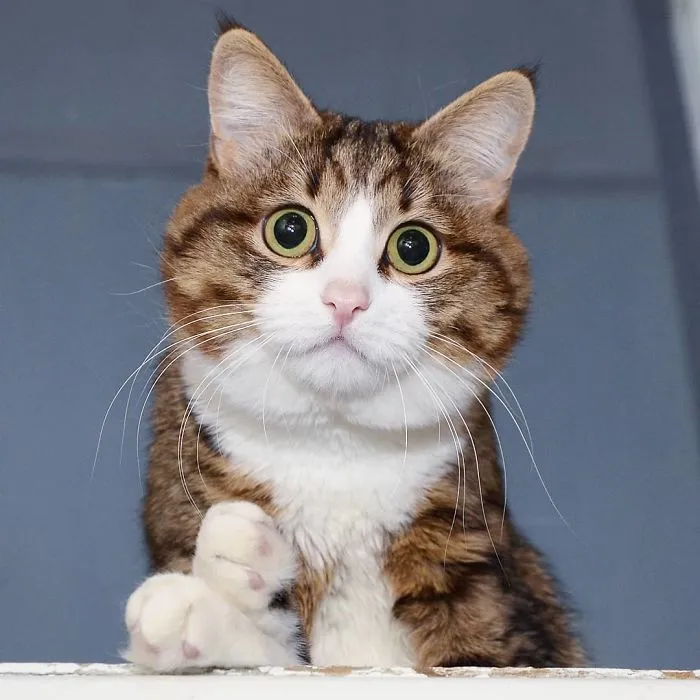 This Cat Is Taking Over The Internet With His Hilarious Facial Expressions Despite His Problem