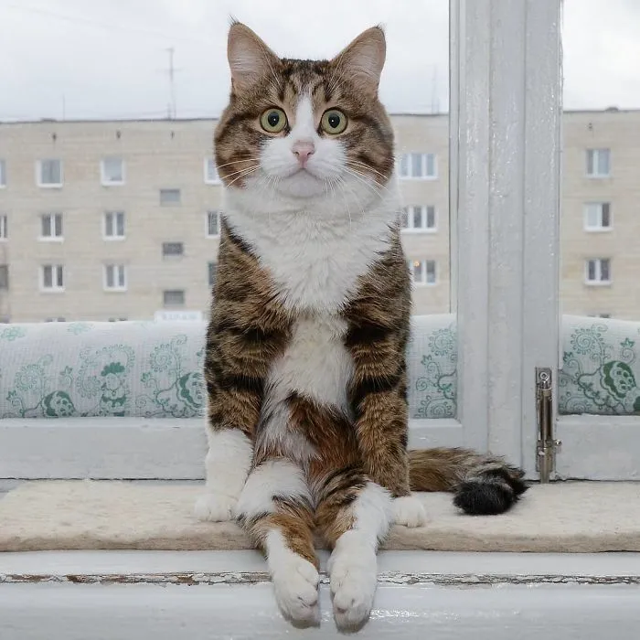 This Cat Is Taking Over The Internet With His Hilarious Facial Expressions Despite His Problem