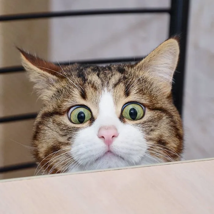 Este gato tiene una discapacidad, pero ha conquistado internet con sus divertidas expresiones faciales