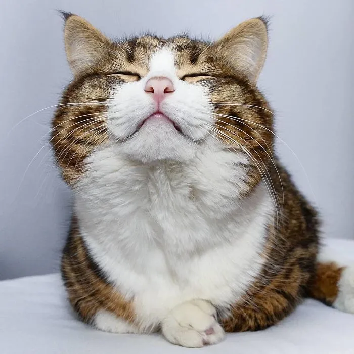 Este gato tiene una discapacidad, pero ha conquistado internet con sus divertidas expresiones faciales
