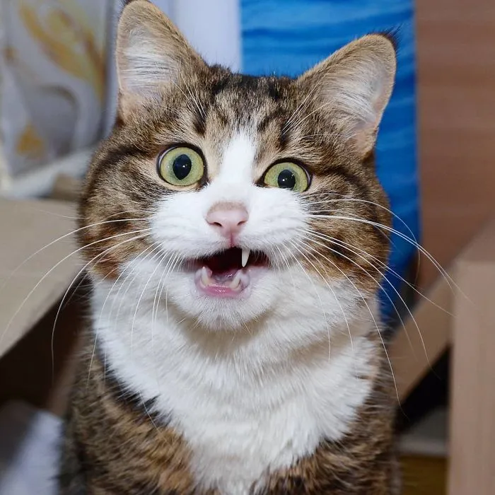 Este gato tiene una discapacidad, pero ha conquistado internet con sus divertidas expresiones faciales
