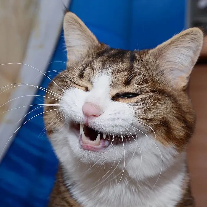 This Cat Is Taking Over The Internet With His Hilarious Facial Expressions Despite His Problem