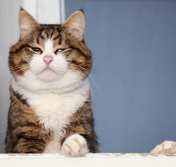 This Cat Is Taking Over The Internet With His Hilarious Facial Expressions Despite His Problem