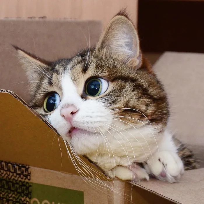 Este gato tiene una discapacidad, pero ha conquistado internet con sus divertidas expresiones faciales
