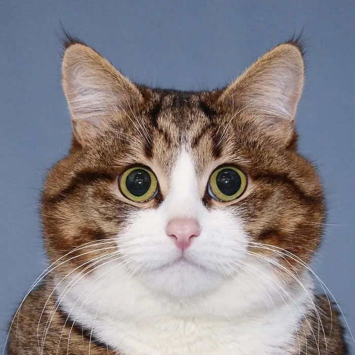 Este gato tiene una discapacidad, pero ha conquistado internet con sus divertidas expresiones faciales