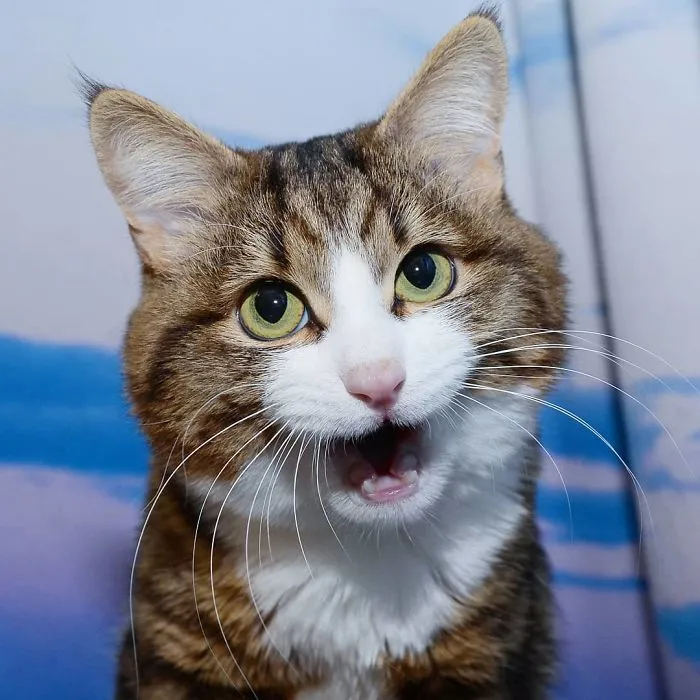 This Cat Is Taking Over The Internet With His Hilarious Facial Expressions Despite His Problem