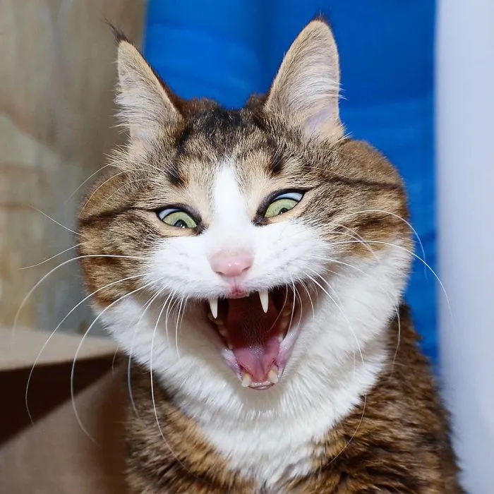 This Cat Is Taking Over The Internet With His Hilarious Facial Expressions Despite His Problem