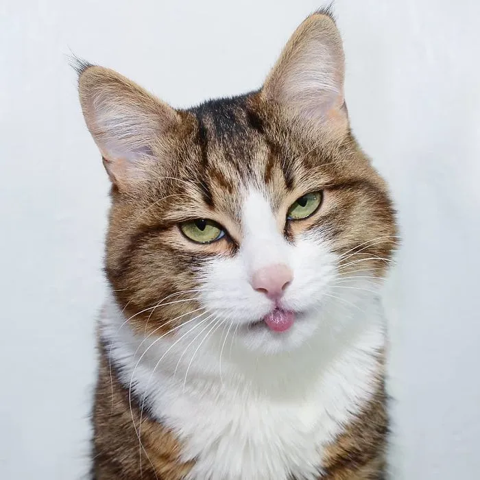This Cat Is Taking Over The Internet With His Hilarious Facial Expressions Despite His Problem