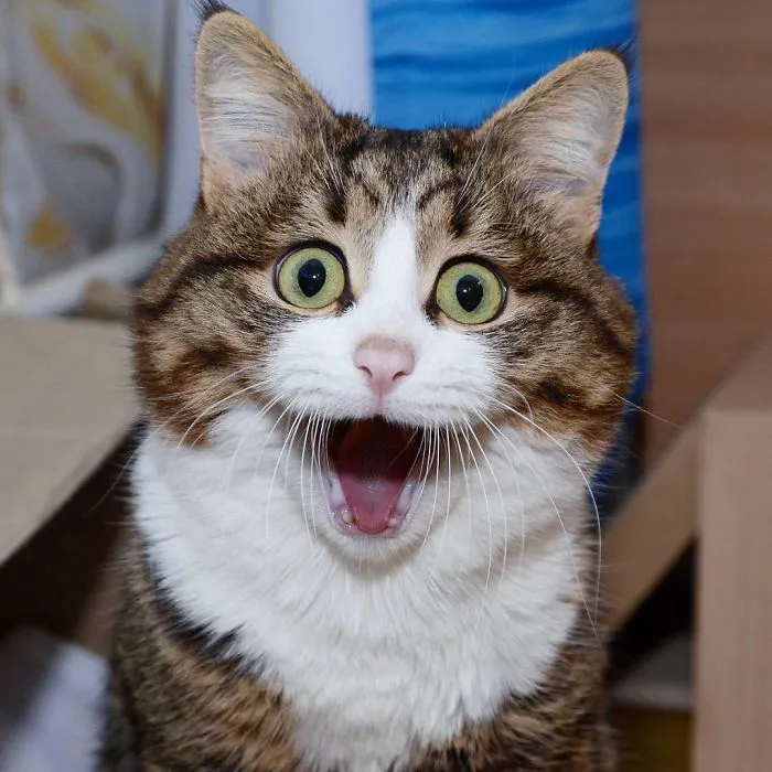 Este gato tiene una discapacidad, pero ha conquistado internet con sus divertidas expresiones faciales