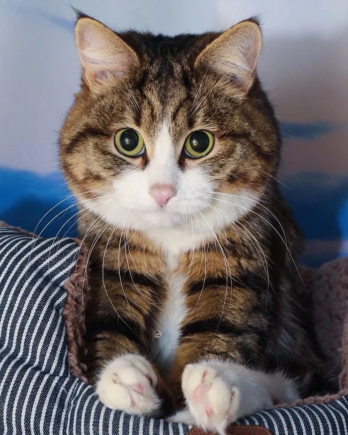 Este gato tiene una discapacidad, pero ha conquistado internet con sus divertidas expresiones faciales