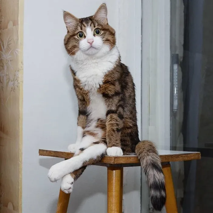 Este gato tiene una discapacidad, pero ha conquistado internet con sus divertidas expresiones faciales