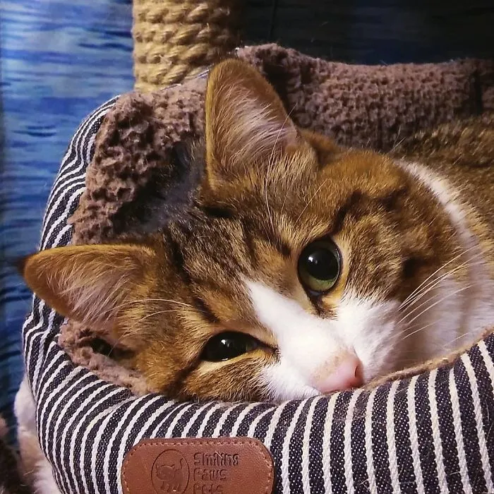 Este gato tiene una discapacidad, pero ha conquistado internet con sus divertidas expresiones faciales