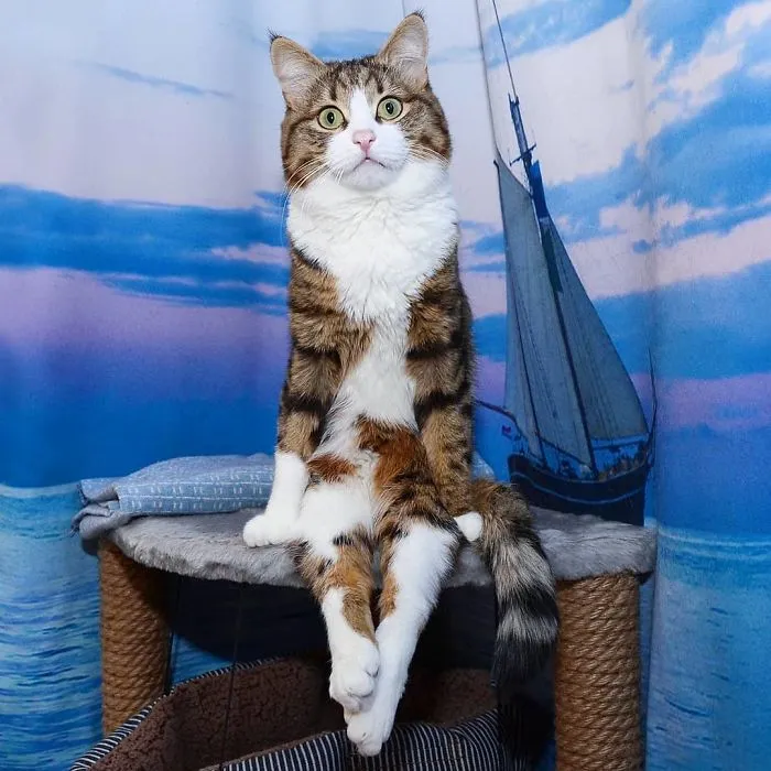 This Cat Is Taking Over The Internet With His Hilarious Facial Expressions Despite His Problem