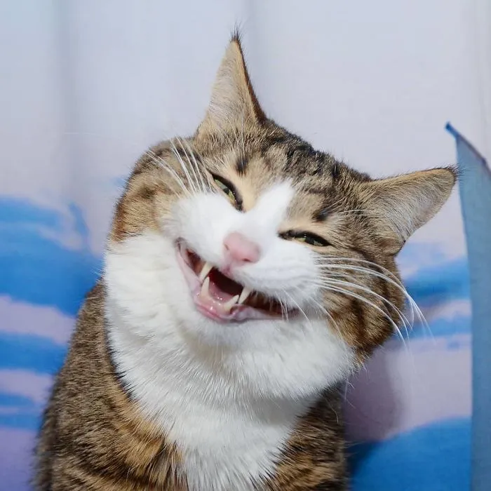 Este gato tiene una discapacidad, pero ha conquistado internet con sus divertidas expresiones faciales