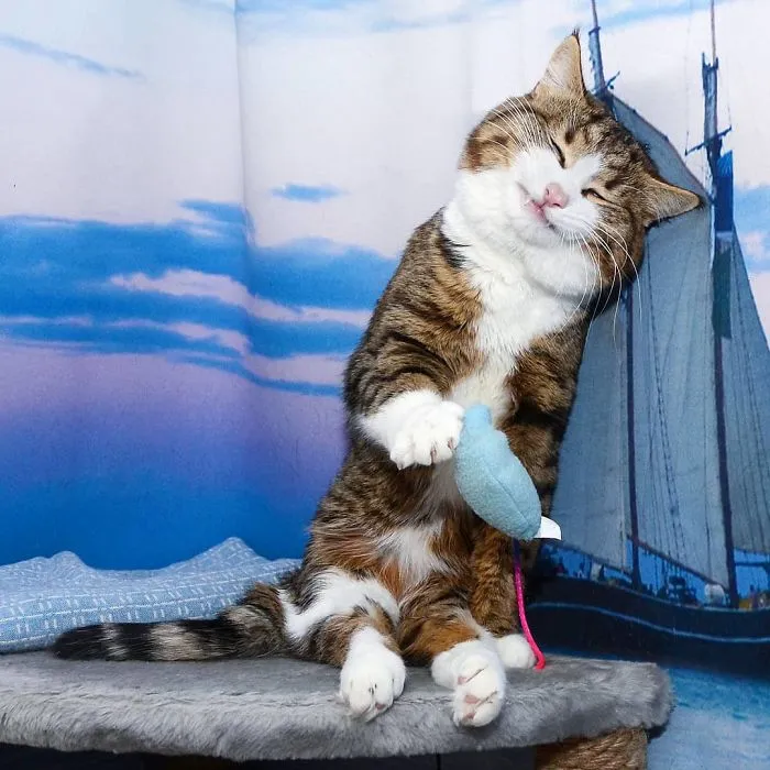 Este gato tiene una discapacidad, pero ha conquistado internet con sus divertidas expresiones faciales