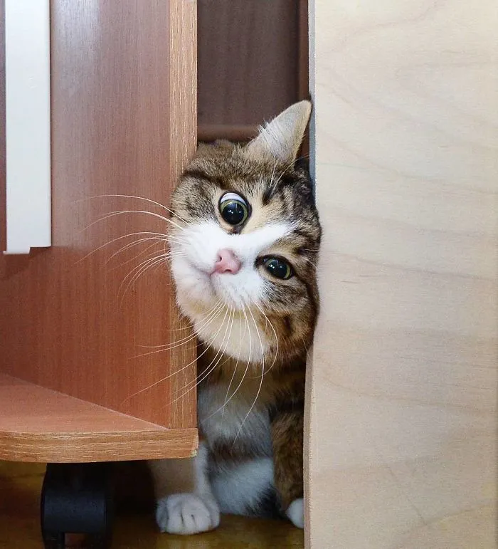 Este gato tiene una discapacidad, pero ha conquistado internet con sus divertidas expresiones faciales