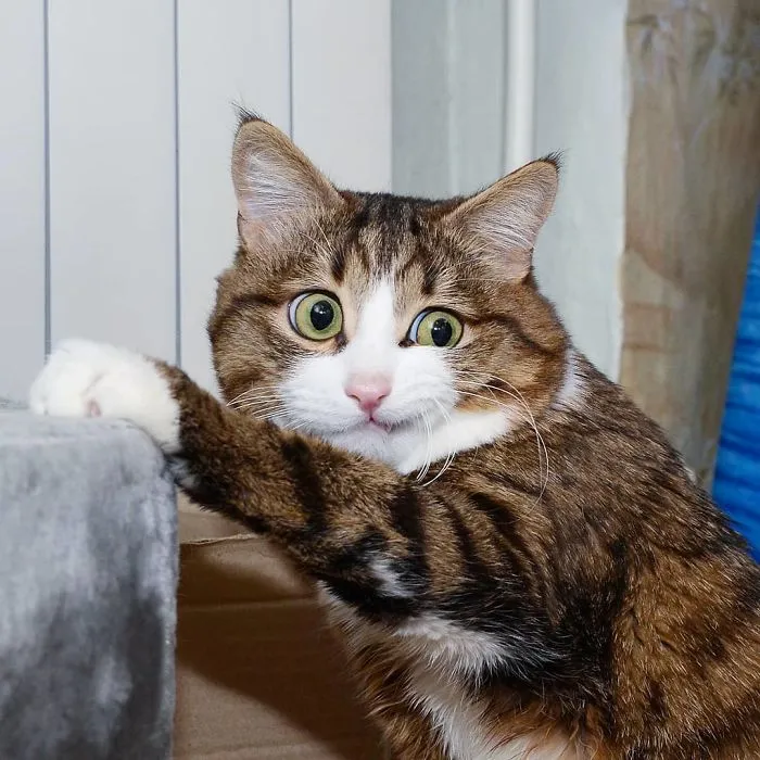 Este gato tiene una discapacidad, pero ha conquistado internet con sus divertidas expresiones faciales