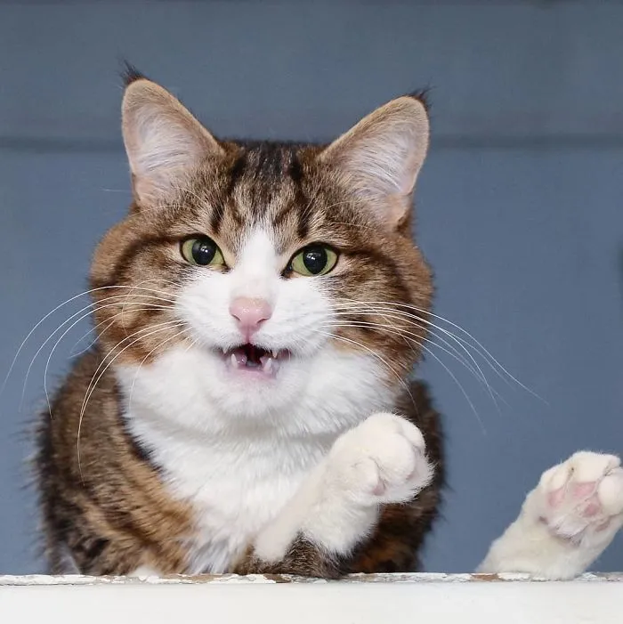 This Cat Is Taking Over The Internet With His Hilarious Facial Expressions Despite His Problem