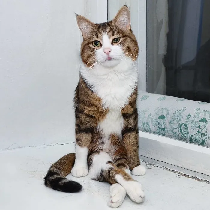 Este gato tiene una discapacidad, pero ha conquistado internet con sus divertidas expresiones faciales