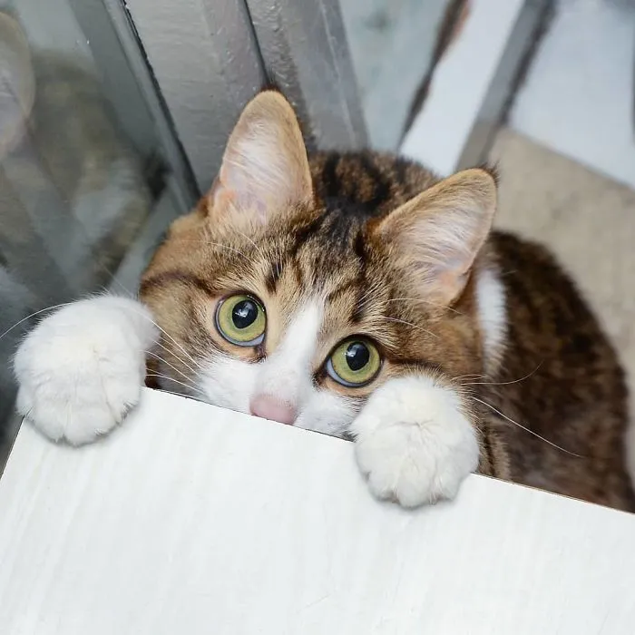 Este gato tiene una discapacidad, pero ha conquistado internet con sus divertidas expresiones faciales