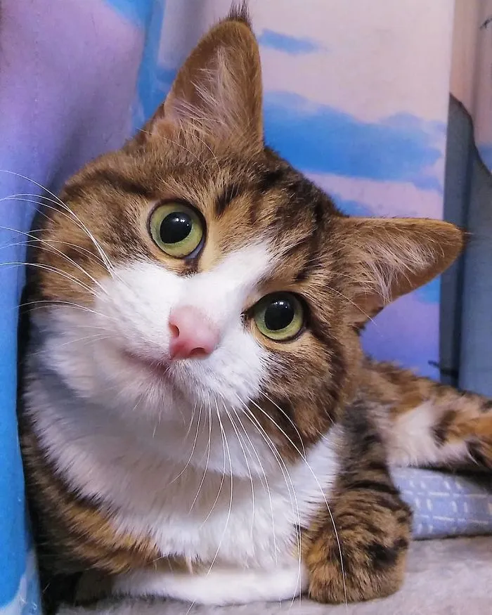 This Cat Is Taking Over The Internet With His Hilarious Facial Expressions Despite His Problem
