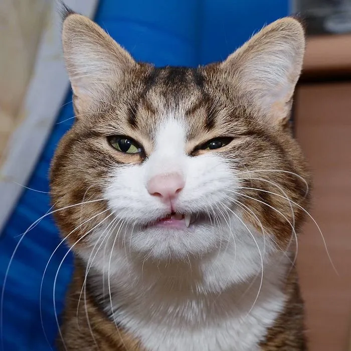 This Cat Is Taking Over The Internet With His Hilarious Facial Expressions Despite His Problem