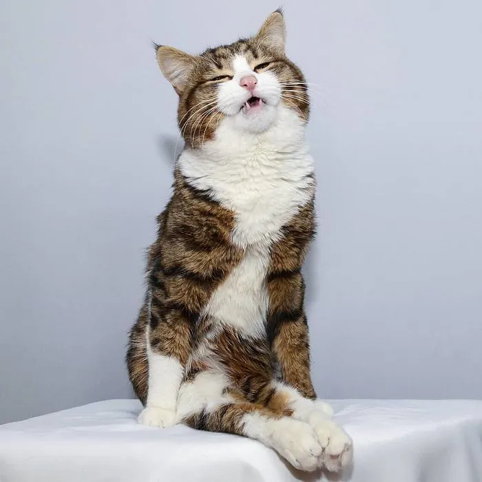 Este gato tiene una discapacidad, pero ha conquistado internet con sus divertidas expresiones faciales
