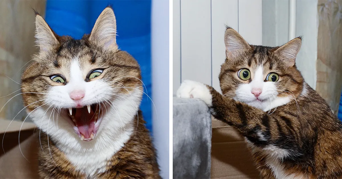 Este gato tiene una discapacidad, pero ha conquistado internet con sus divertidas expresiones faciales