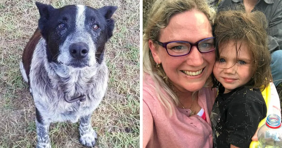 Este perro protegió a una niña perdida en las colinas durante 15 horas y ahora es policía honorario
