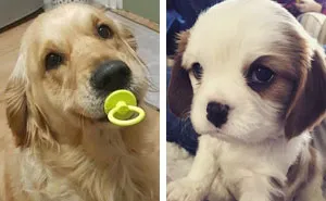 Hey, Pandas! Share The Cutest Pic Of Your Doggo When It Was Still A Pupper