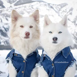 Rodson, Jasper and Louie