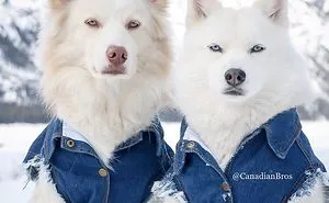 Bros Dressed For Spring, Only In Canada🇨🇦