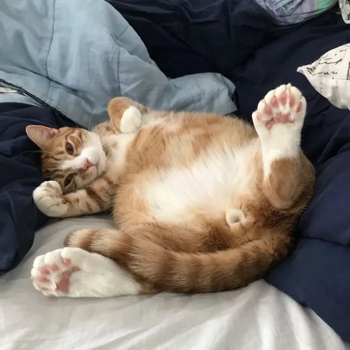 Hemingway Cat