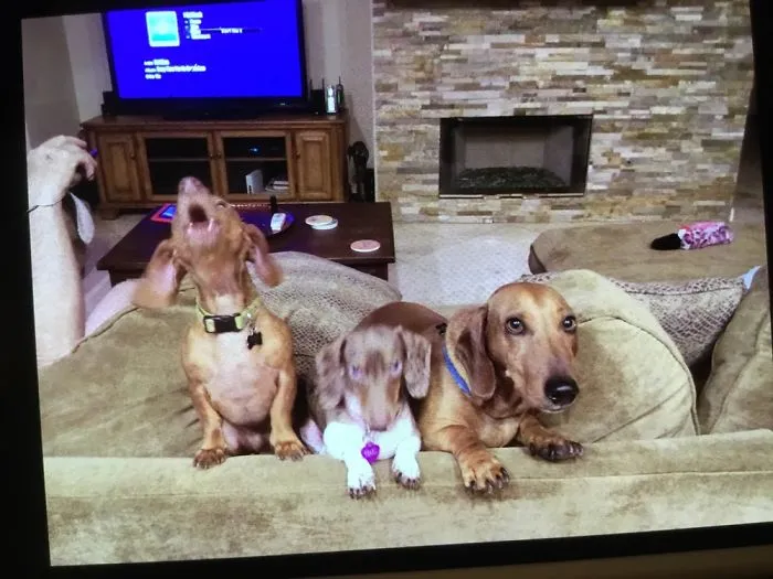 I Don’t Have Any Puppy Pictures Because I Adopted Them When They Were Around Two