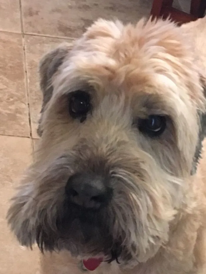 Help Pandas! Me Is Doggo And Me Need Helps!
