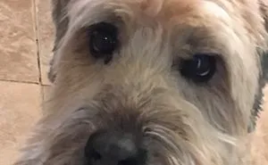 Help Pandas! Me Is Doggo And Me Need Helps!