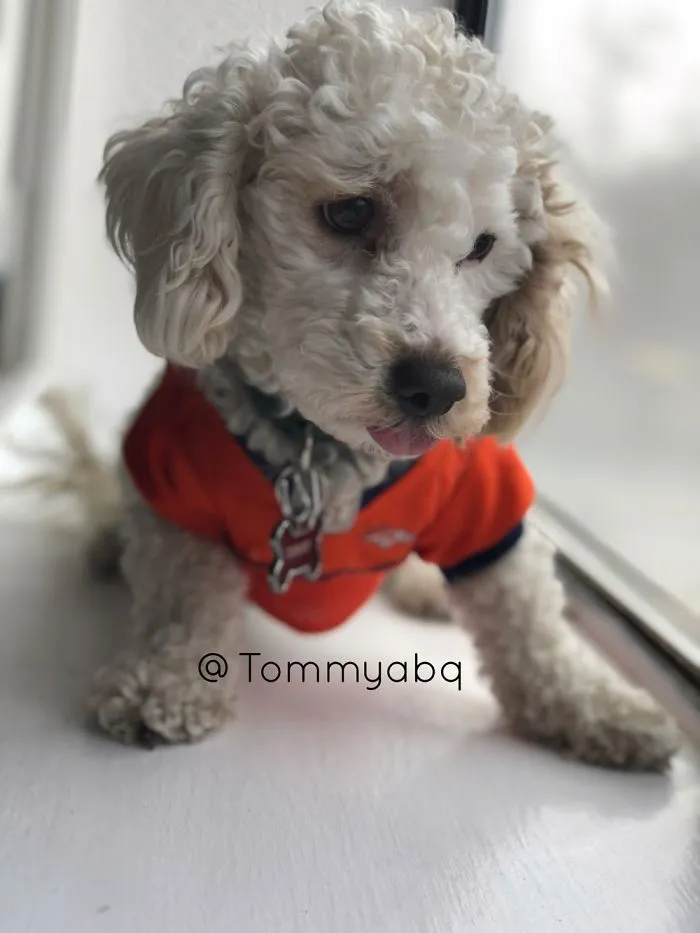 Tommy Tom Tom Pickles Here.