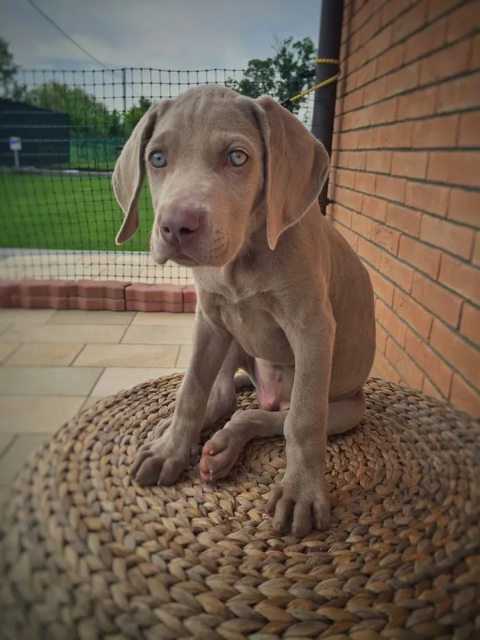 Meet Sir Nicholas!