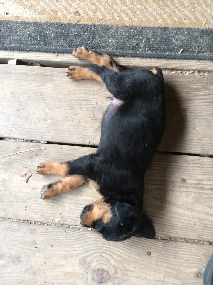 Pupper Bean