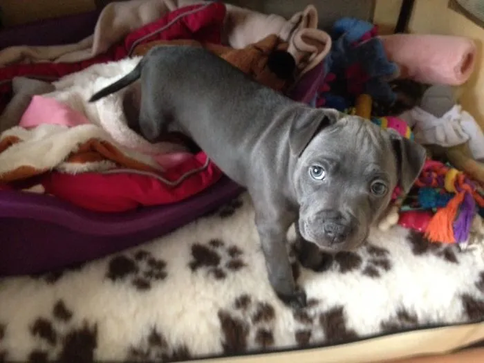 Lucy 8 Weeks Old