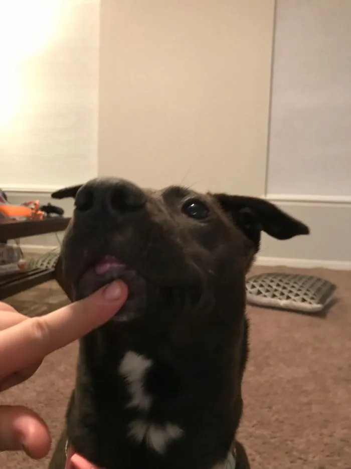 This Is Ellie, In One Of Her Derp Moments!