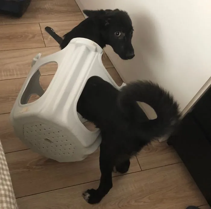 Luna Getting Herself In Trouble, 4 Months Old. Puppers Will Be Puppers.