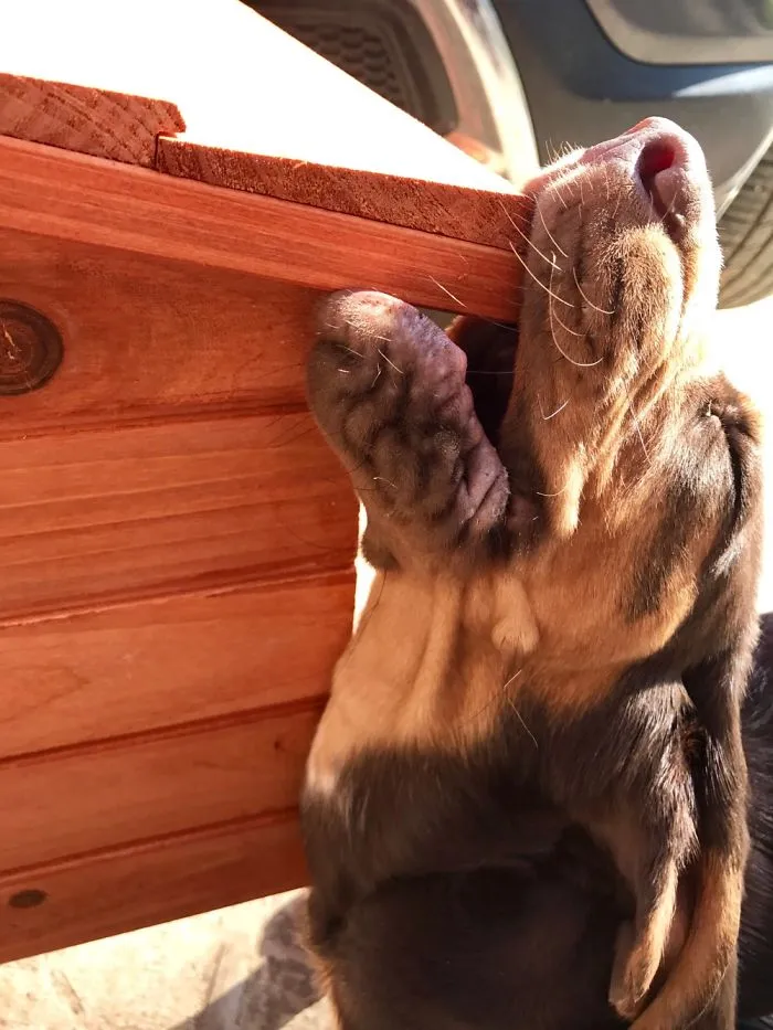 Bloodhound Puppy Helping Put Together A Chicken Coop.